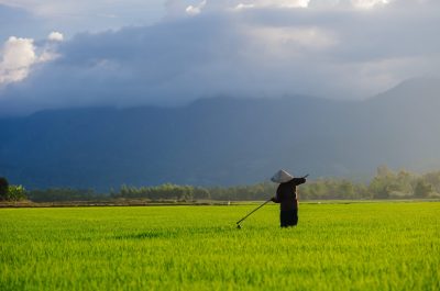 vietnam an unidentified woman working in the rice field